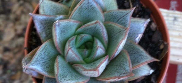 Echeveria Purpusorum