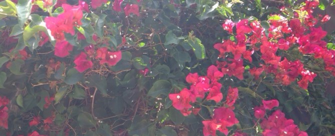 Bougainvillea