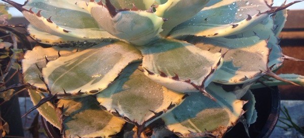 Agave