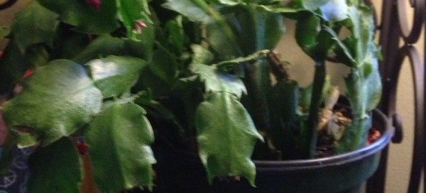 Christmas Cactus Root Collapse