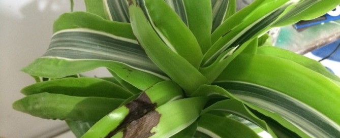 Dracaena Leaf Blotch