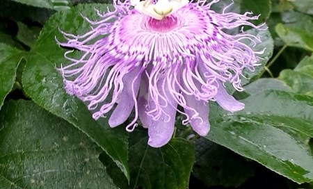 Passion Flower Vine