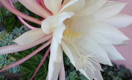 Queen Of The Night  Dutchmans Pipe