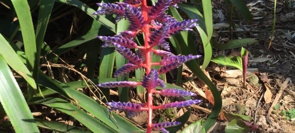 Aechmea Fasciata  Silver Vase Or Urn Plant