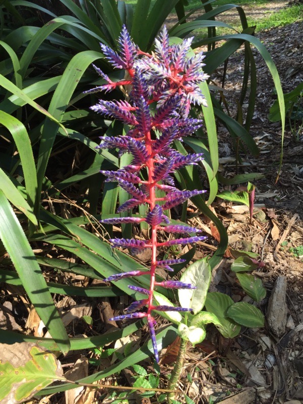 Aechmea Silver Vase Or Urn Plant