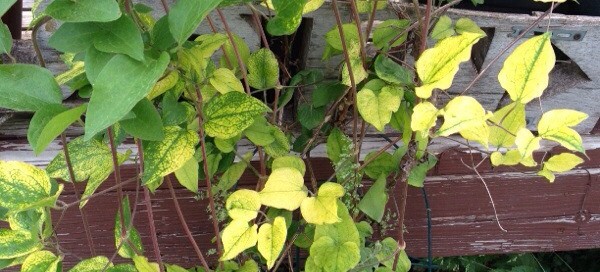 Nutrient Deficiency Clematis