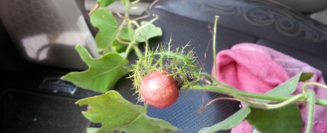 Passion Flower Vine