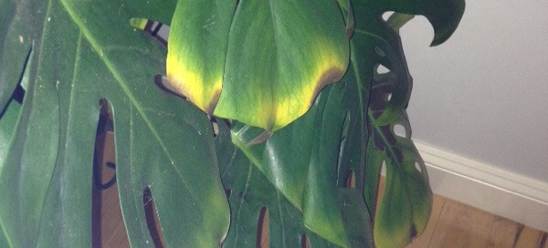 Splitleaf Philodendron Problem