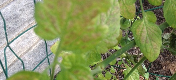 Leaf Spot On Tomato