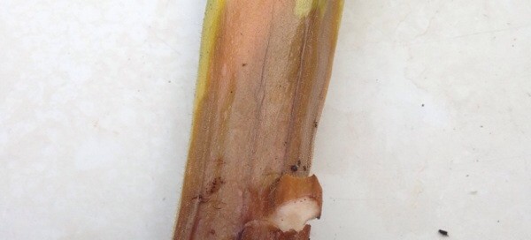 Rot On Zucchini