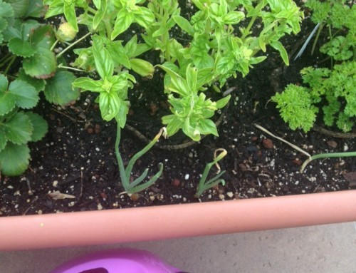 Growing Basil