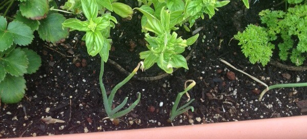 Growing Basil