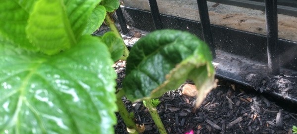 Curling Leaves On Hydrangea