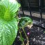 Curling Leaves On Hydrangea