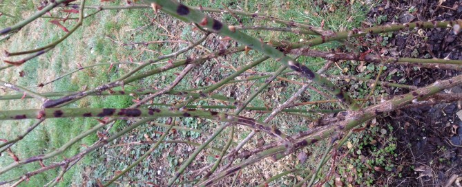 Black Spot On Rose Canes