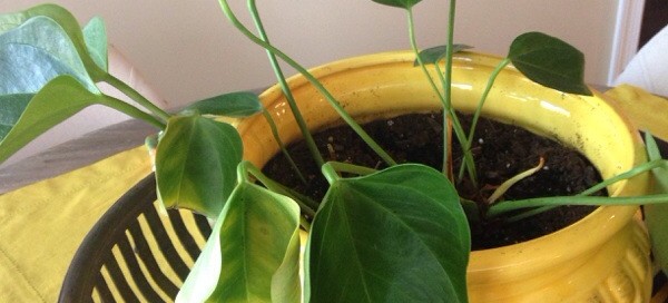 Philodendron Problem