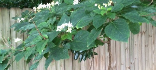 Clerodendron