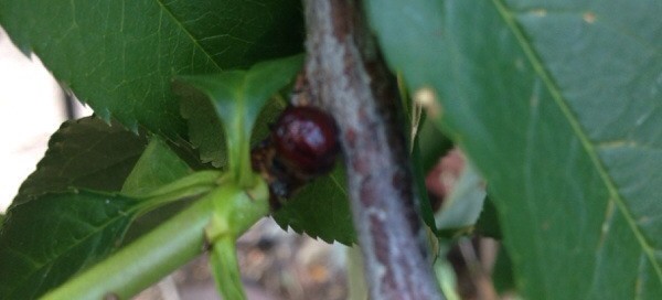 Scale Insects Or Stem Canker