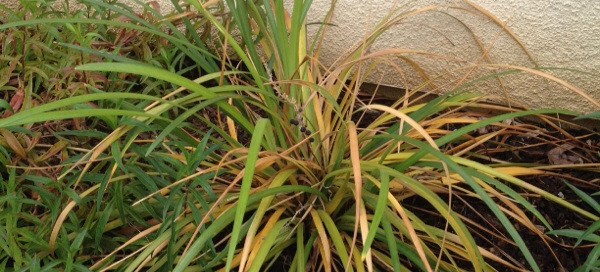 Yellow Leaves On Liriope