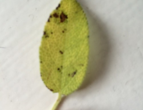 Leaf Spot On Sage