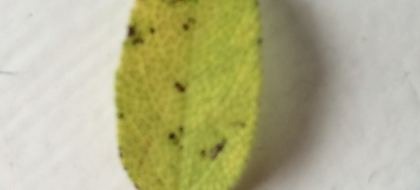 Leaf Spot On Sage