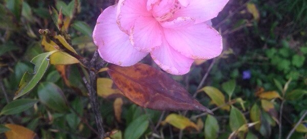 Camellia Petal Blight