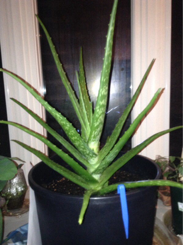 Stretched Aloe Vera And Pups