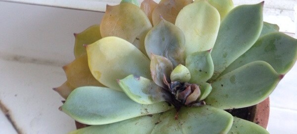 Echeveria Rotting