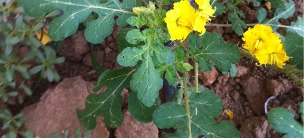 Buffalo Bur Or Kansas Thistle