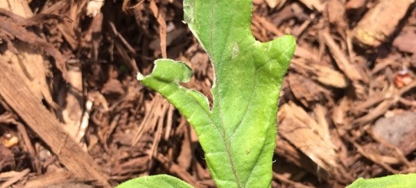 Tomato Leaf Death