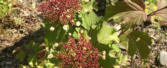 Viburnum Sargentii Onandaga