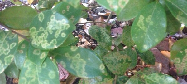 Yellow Spots On Camellia Leaves