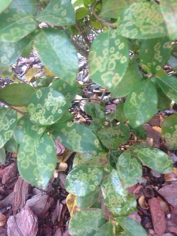 Tea scale causes yellow spots on camellia leaves…Crawlers hatching now –  EcoIPM