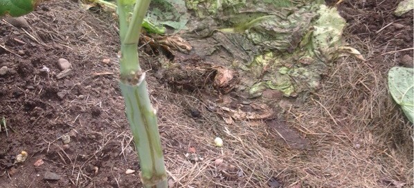 Fungal Problem On Cabbage