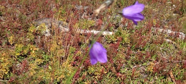 Mountain Harebell