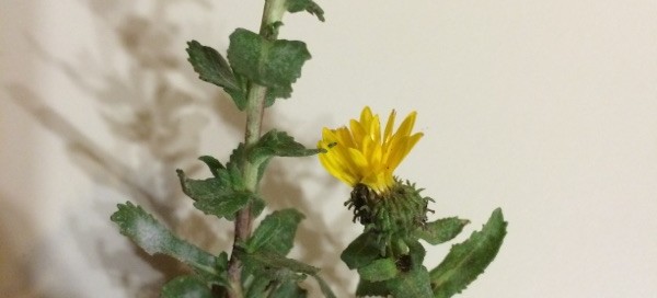 Curlycup Gumweed