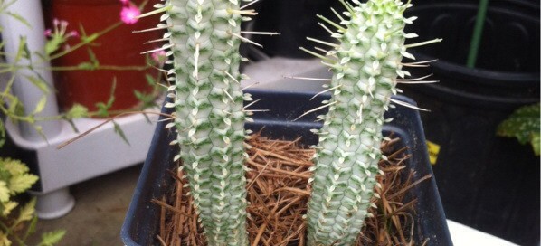 Variegated Corn Cob Euphorbia