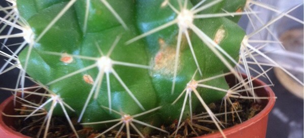 Cactus Scarring