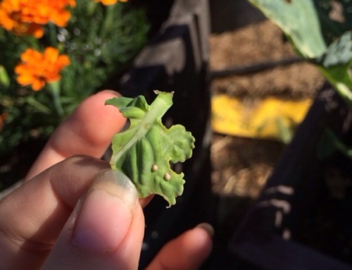 Parasitized Aphids