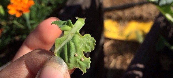 Parasitized Aphids