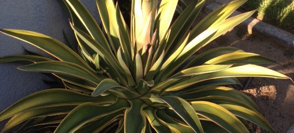 Variegated Smooth Agave