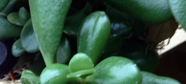 Traditional Jade Plant