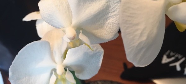 Moth Orchid Care Notes