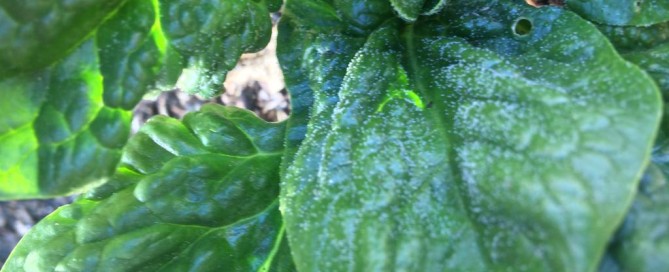 Downy Mildew On Spinach