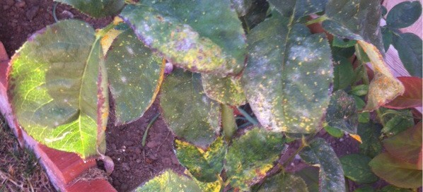 Rust Fungus On Rose