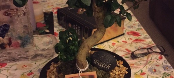 Ginseng Ficus Bonsai