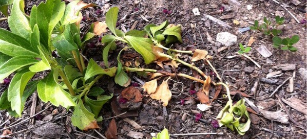 Pachysandra Leaf Blight