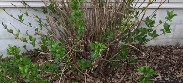 Winter Damage On Hydrangea