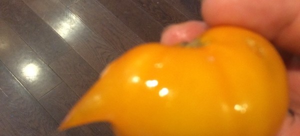 Horn Or Nose On Tomato Fruit