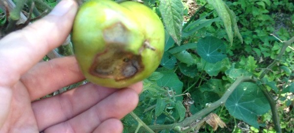 Tomato Blossom End Rot